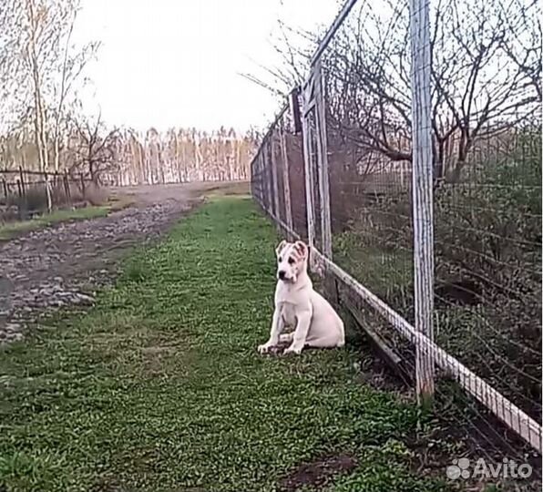 Среднеазиатская овчарка алабай