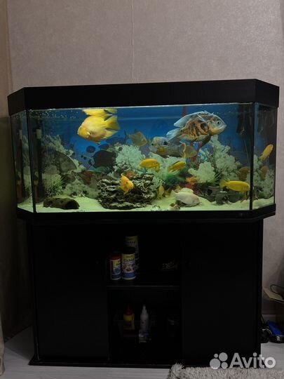 Аквариум с тумбой juwel 270 литров