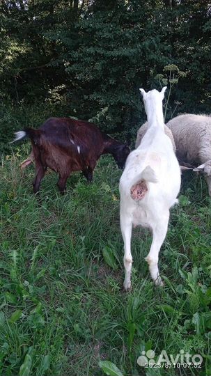 Козы ламанча