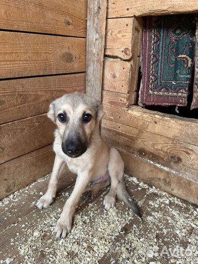 Собачий ребенок Коляня в дар