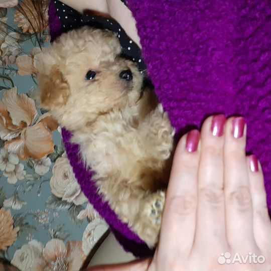 Мальтипу пудели мини микро все окрасы москвичи
