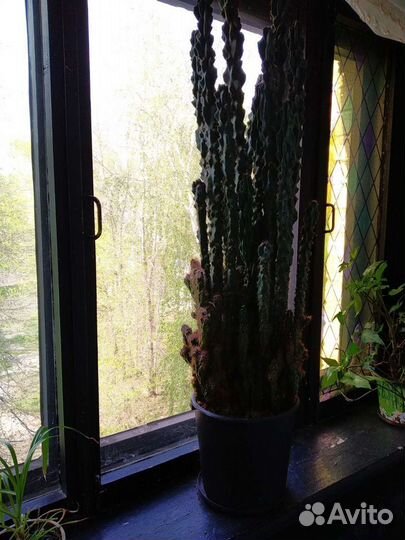 Кактус молочай