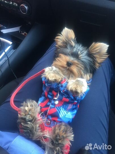 Комбинезон для собак одежда