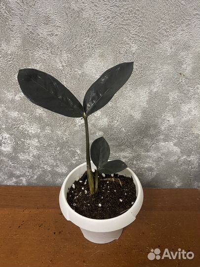 Замиокулькас, хамедорея, кодиеум, алоказия