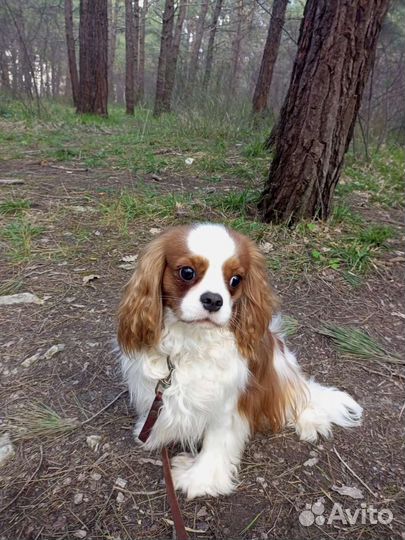 Кавалер Кинг чарльз спаниель вязка 6,3 кг
