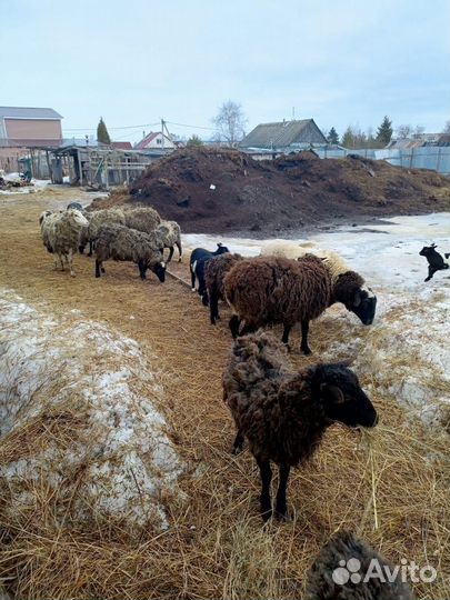 Овцы бараны