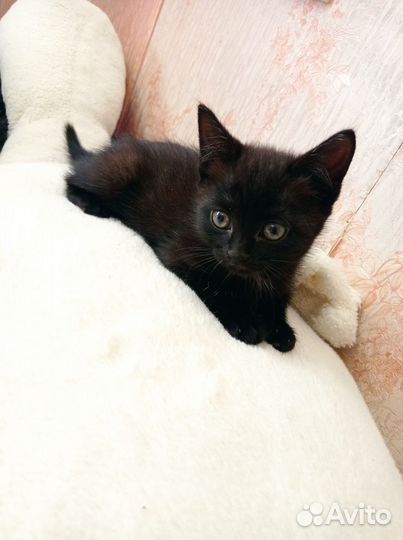 Черная кошка