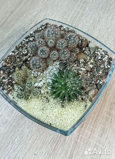 Мини флорариум