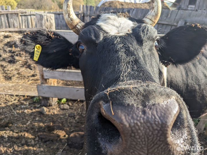 Продам двух коров стельных в запуске отел в январе