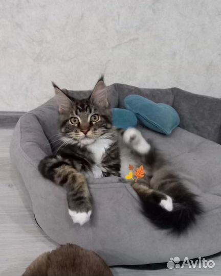 Лежанка для собак