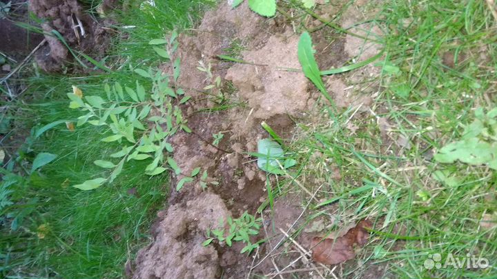 Спирея серая