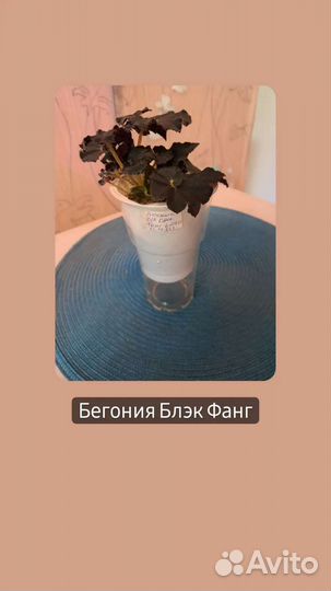 Комнатные цветы