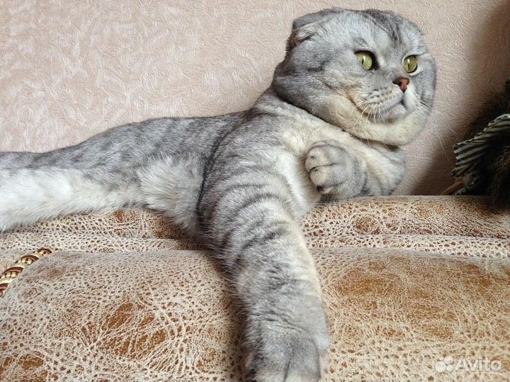 Шотланская кошечка