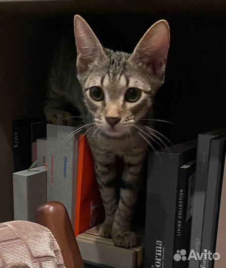 Котята в дар спасение с теплотрассы