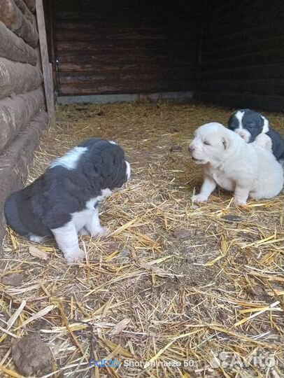 Продам щенка алабай