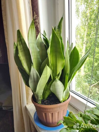 Монстера вариегатная Луна сансевиерия Муншайн