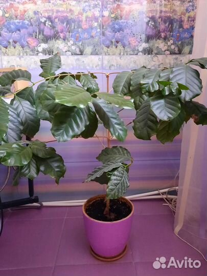 Комнатные цветы кофе,юкка