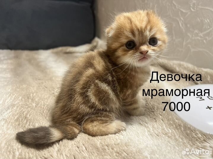 Шотландская