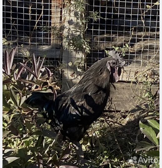 Петух Ухейилюй