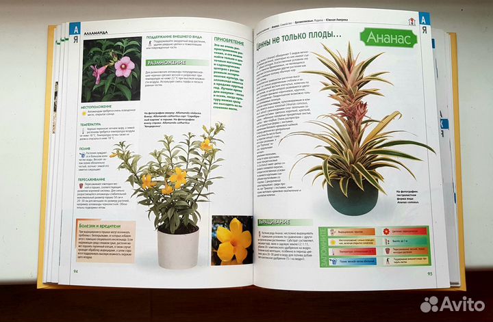 Книга Комнатные растения