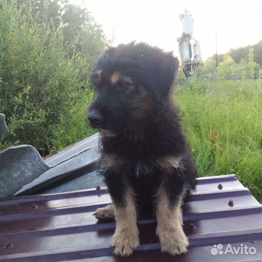 Собака в добрые руки отдам бесплатно