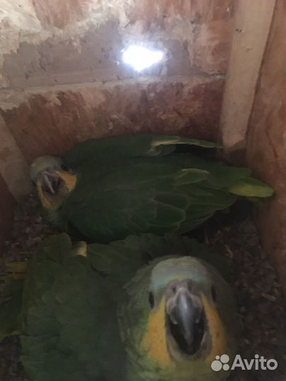 Амазон венесуэльский(самка)