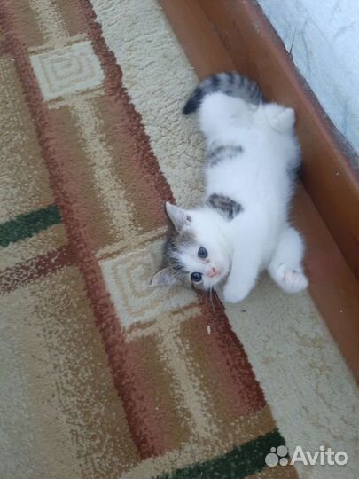 Котята от британской кошечки