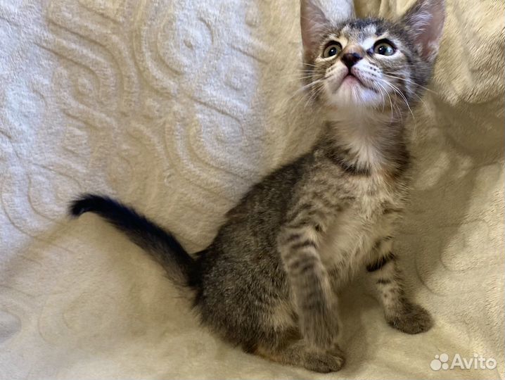 Котенок по имени 