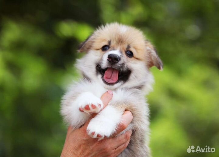 Вельш-корги пемброк щенок мальчик