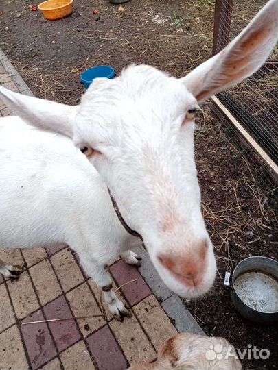 Коза дойная