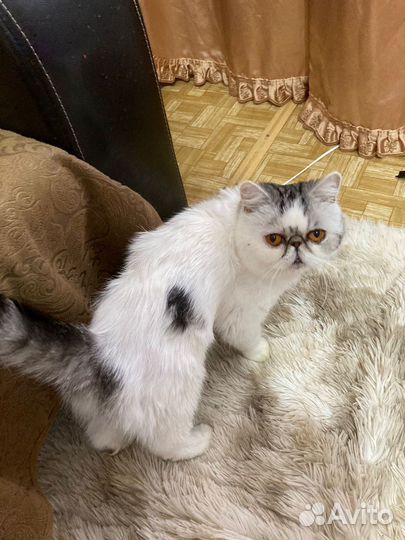 Экзотическая кошка