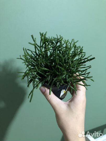 Хатиора солеросовидная / домашние растения цветы