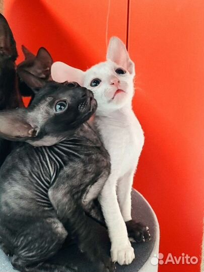 Котята корниш-рекс