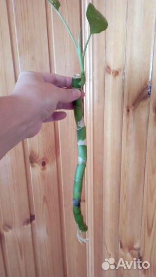 Диффенбахия