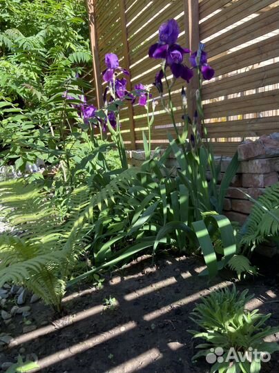 Сажены Ирис