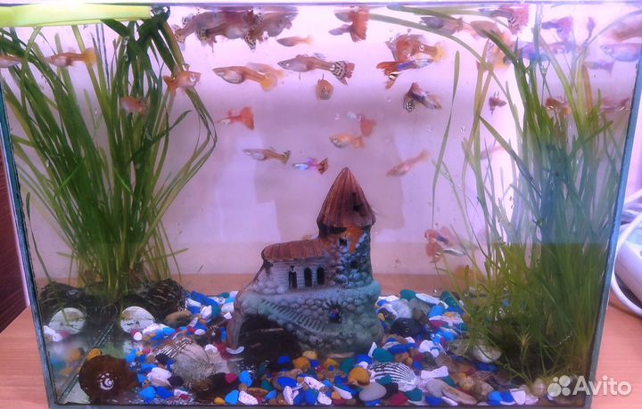 Продам рыбок для аквариума