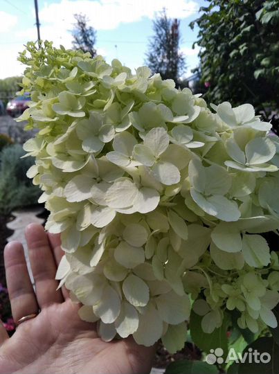 Гортензия метельчатая черенки