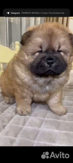 Щенок чау-чау мальчик