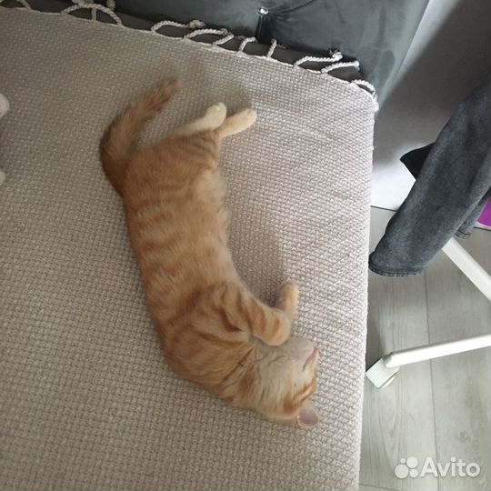 Рыженький котик