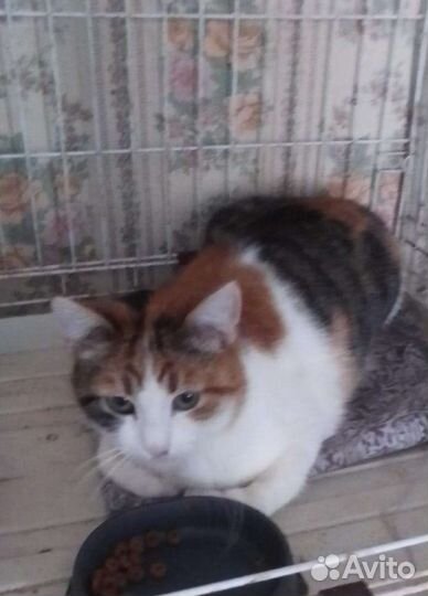 Кошечка в добрые руки