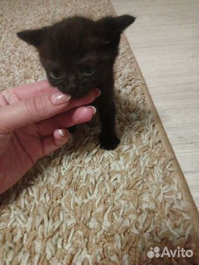 Котята в добрые руки бесплатно