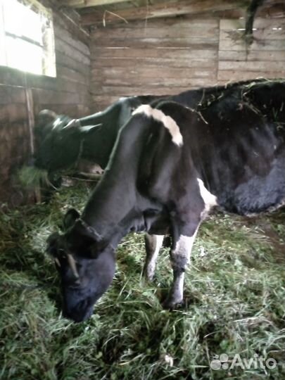 Корова тёлка