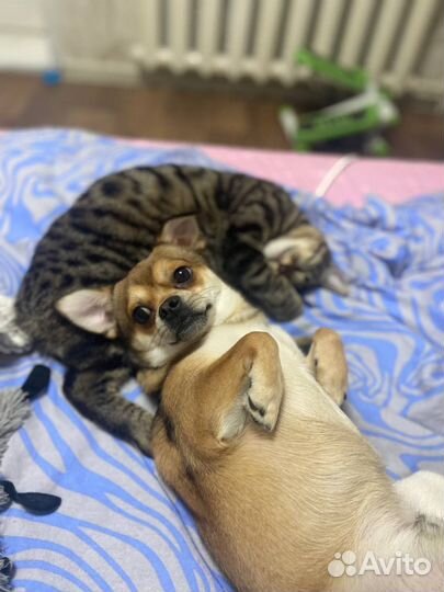 Собака для вязки