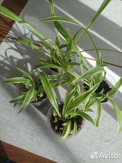 Комнатные растения