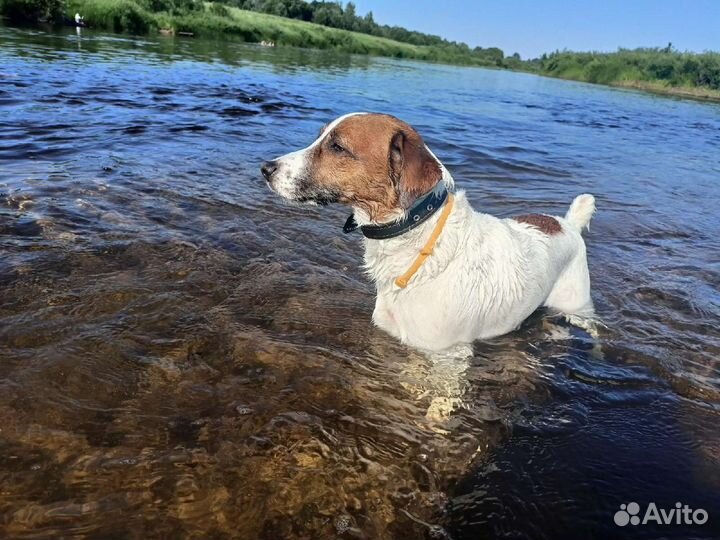 Вязка Парсон Рассел терьер