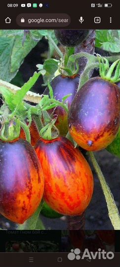 Продам семена редких экзотических томатов