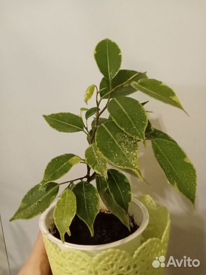 Фикус Бенджамина пестролистный