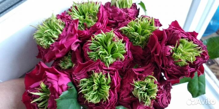 Саженцы роз и сирени