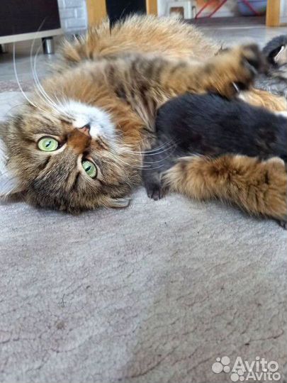 Котенок в добрые руки