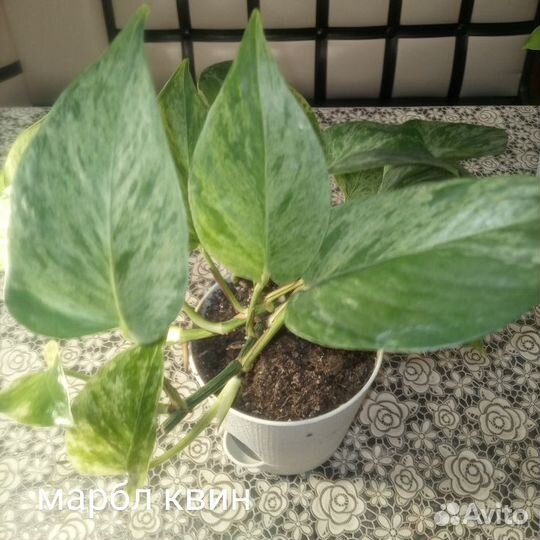 Филодендроны,Эпипремнумы,Сциндапсусы